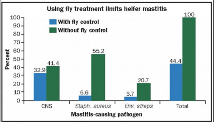 Using fly treatment limits heifer mastitis