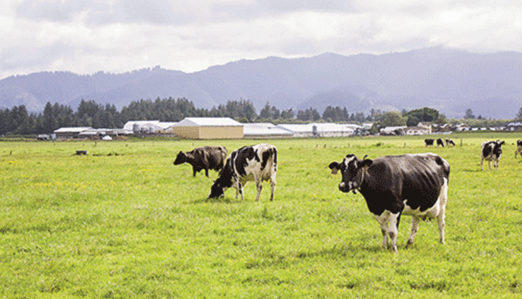 Grazing Cows
