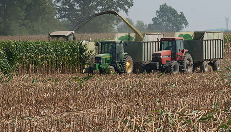 chopping corn silage in field