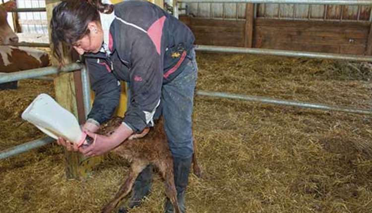 woman bottle feeding a Jersey calf