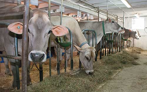 Image result for brown swiss dairy farm