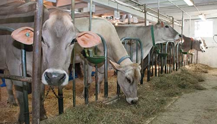 Brown Swiss cows eating in stanchion barn