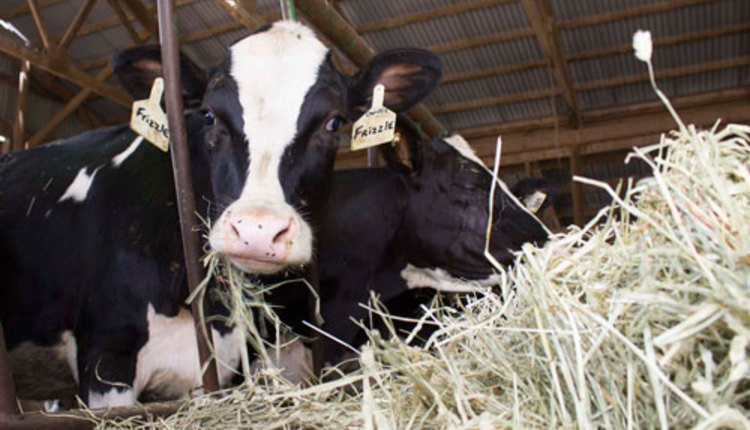 heifers eating hay