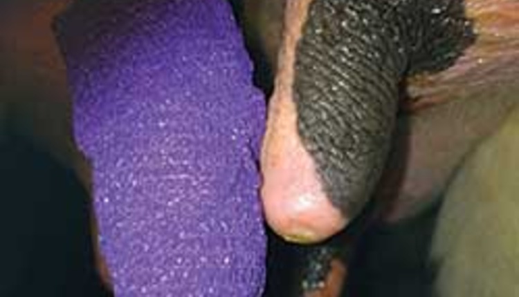 teat wrap