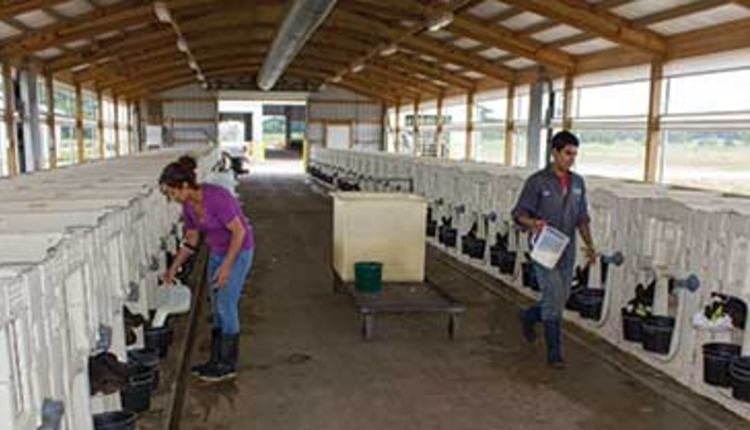Calf feeding in individual pens