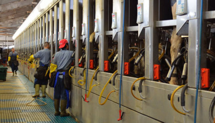 milking in a parlor barn