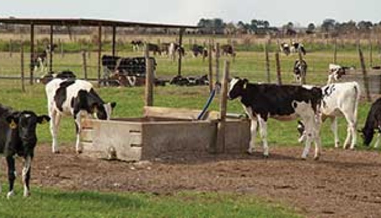 calves on pasture