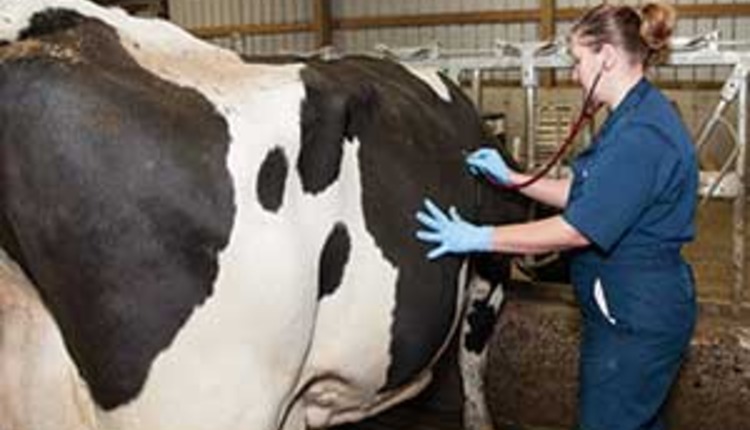 vet diagnosing displaced abomasum