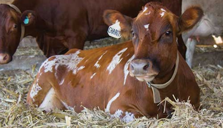 cow lying in deep, dry bedding