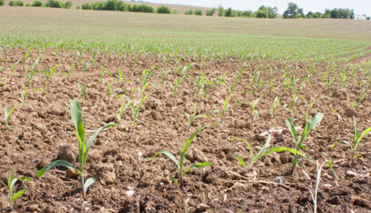 Corn starting to grow