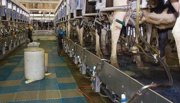 parlor milking