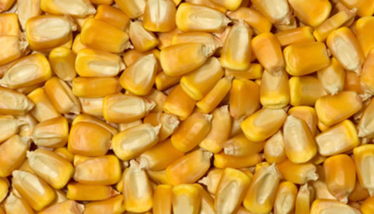 corn grain
