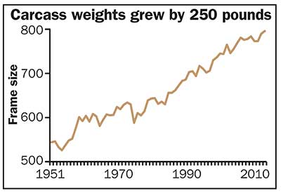 Beef carcass weights grew by 250 pounds