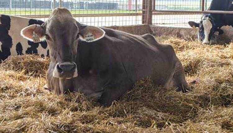 Brown Swiss cow Paris