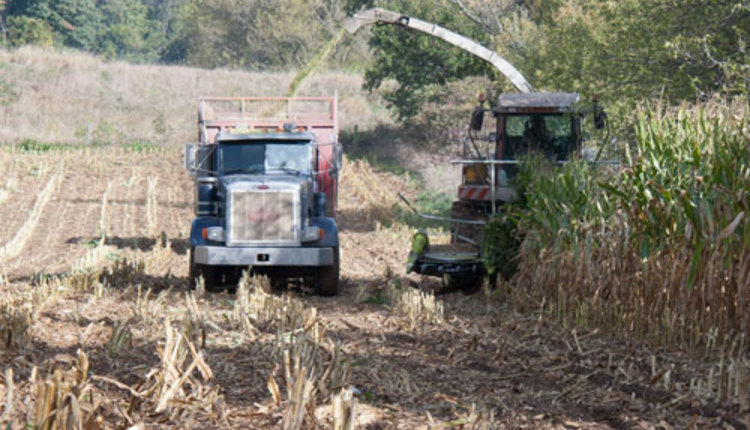 chopping corn silage