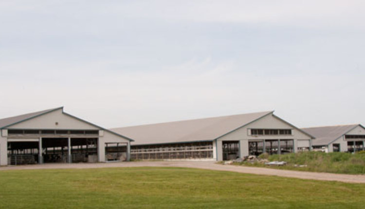 front of freestall barns