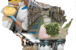 Wisconsin dairy industry