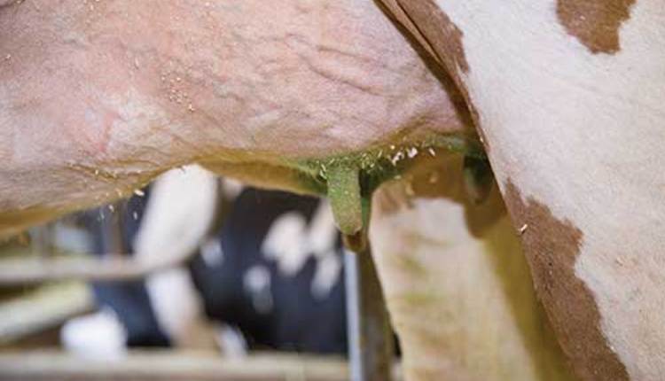 udder