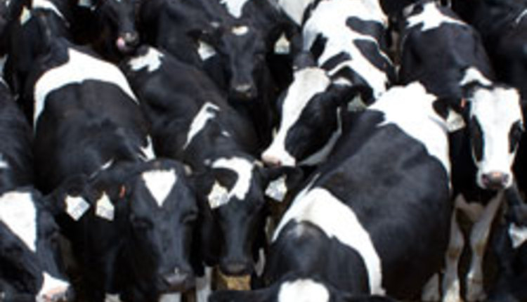 group of heifers