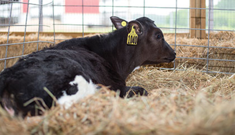 Holstein calf in straw