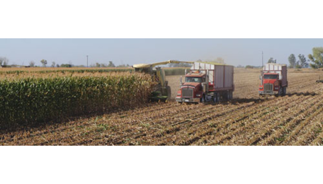 chopping corn silage