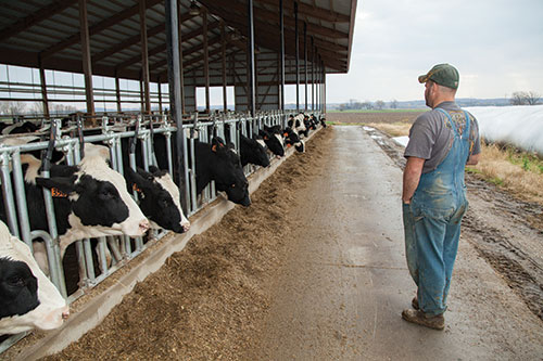 dairyman looking athis cows