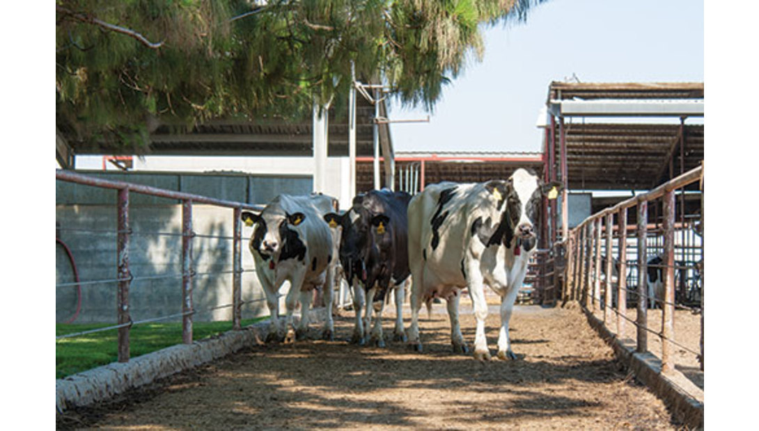 Holsteins in California