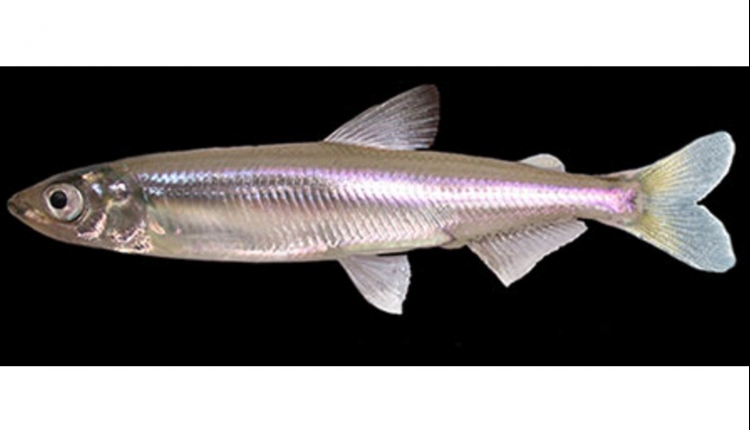 Delta smelt