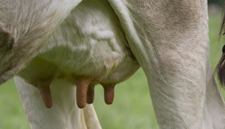 udder