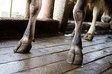cow hooves