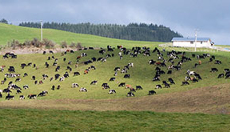 New Zealand dairy scene