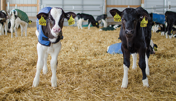 Holstein calves in group housing