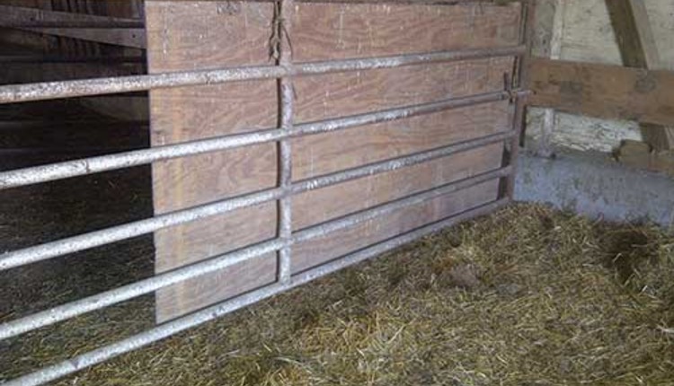 plywood panel to provide privacy during calving