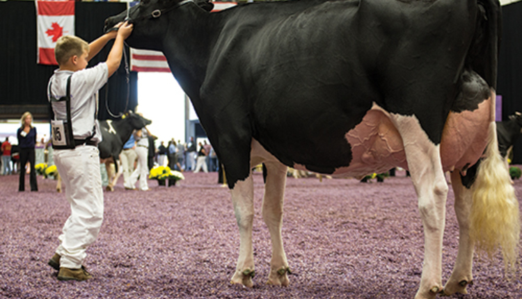 youth showing a Holstein cow