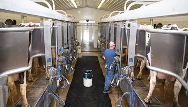 milking parlor with Holsteins