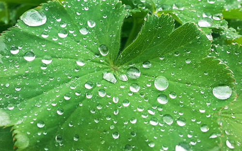 raindrops on leaves