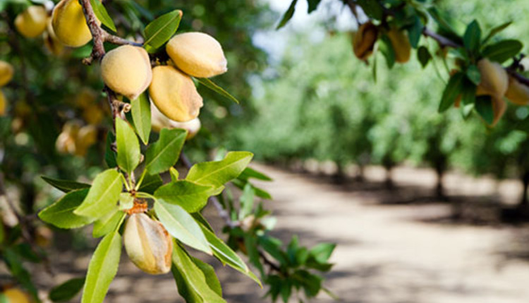 almond tree