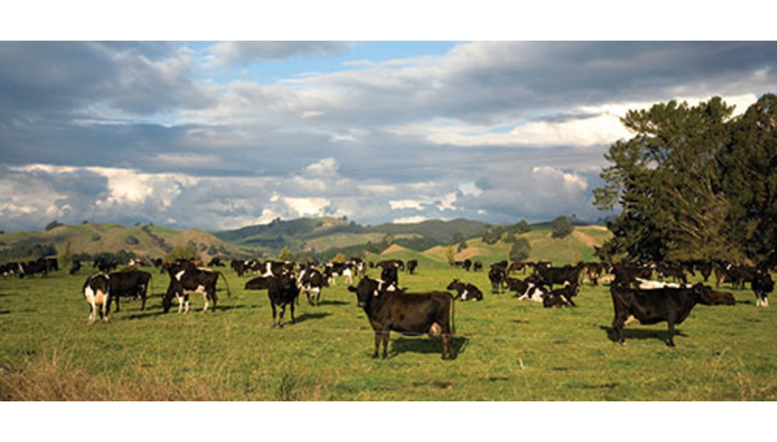 Cows in New Zealand