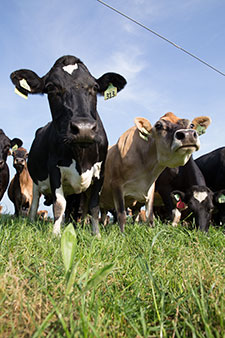 Holstein and Jersey