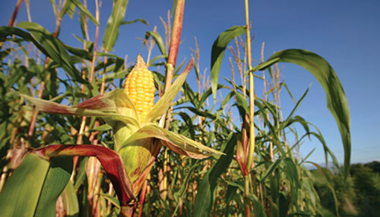corn
