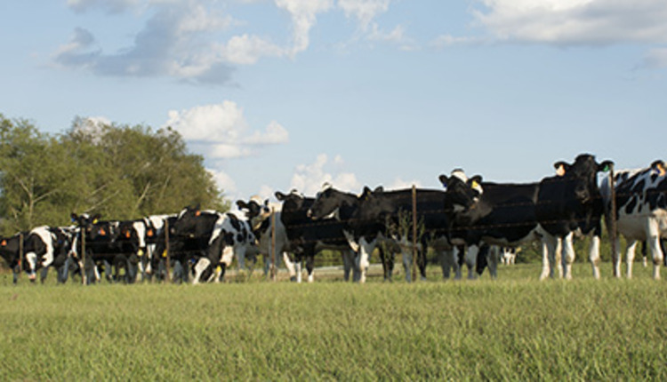 heifers