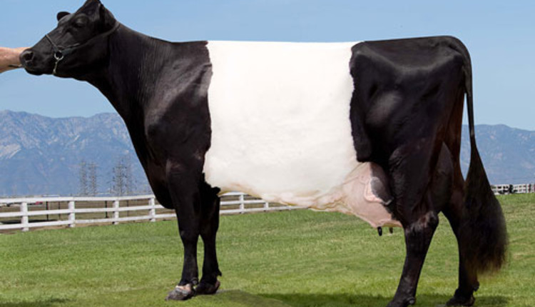 EX-94 Dutch Belt cow