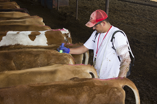 immigration labor working with herd reproduction