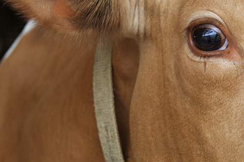 Cow's eye