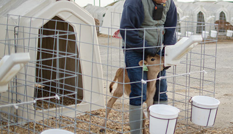 calf being fed