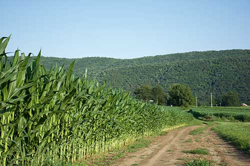Corn growing