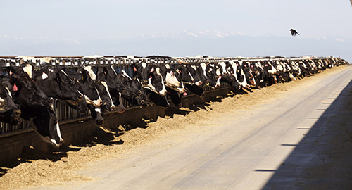 large herd
