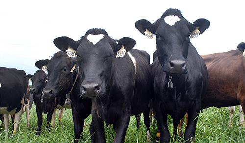 cows looking at you