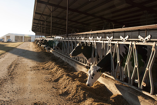 cows at lockups