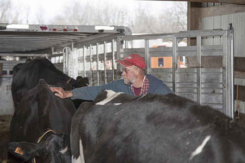 dairy cow being culled